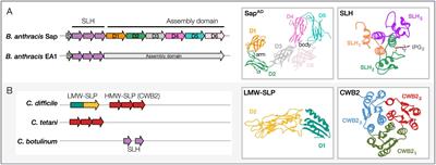 S-layers: The Proteinaceous Multifunctional Armors of Gram-Positive Pathogens